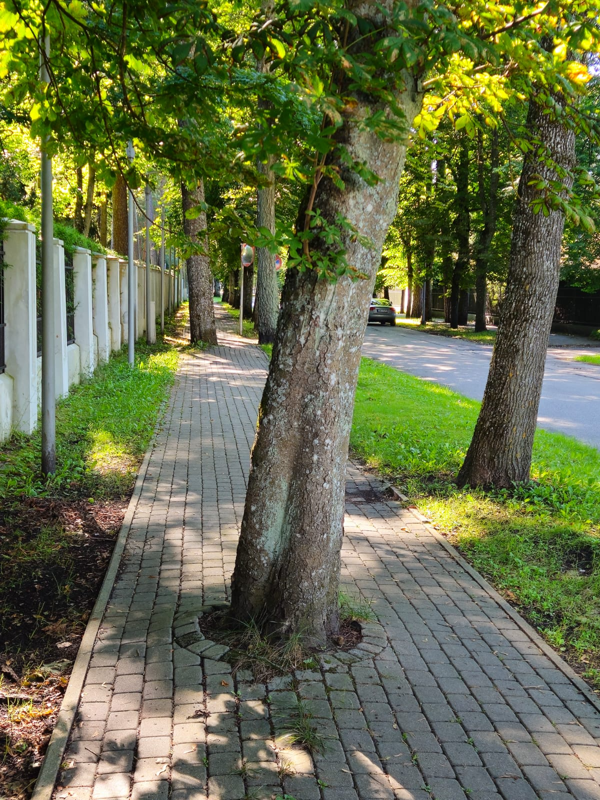 Inmitten des Weges steht ein dicker Baum